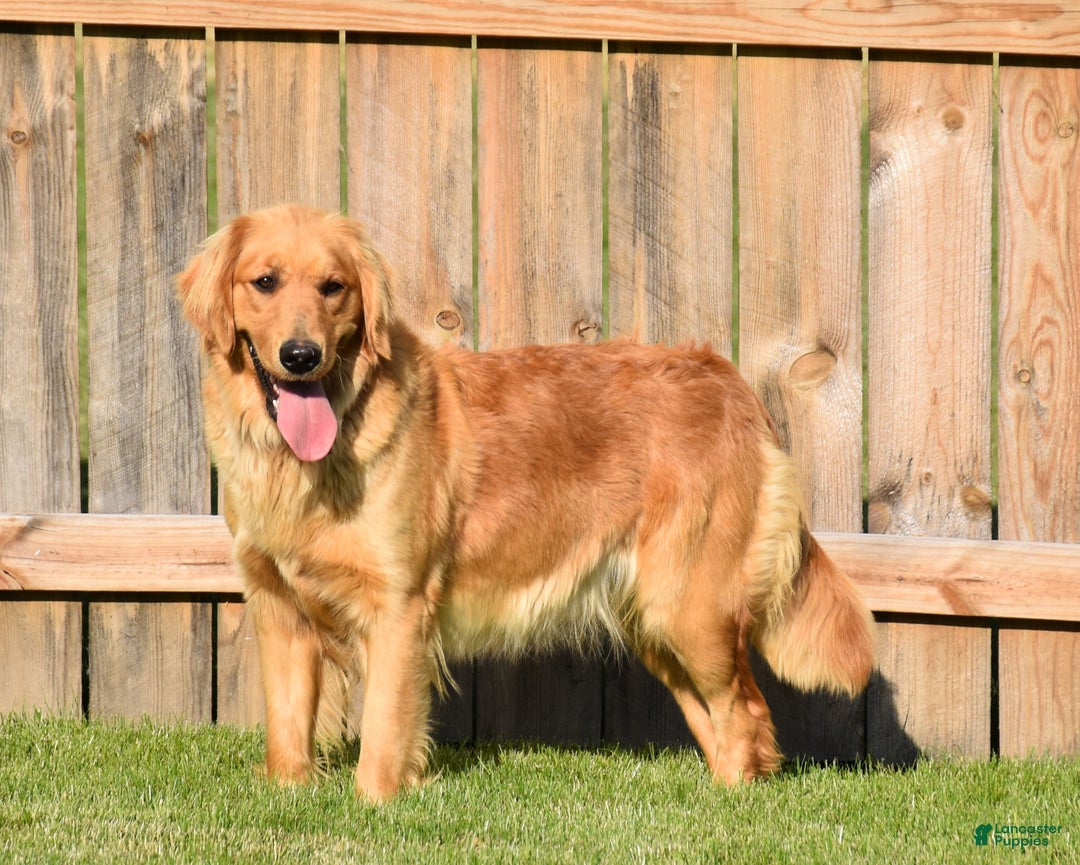 Golden Retriever dogs for sale: Bear - Ad 7