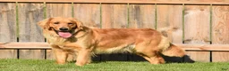 Golden Retriever dogs for sale: Bear - Ad 8