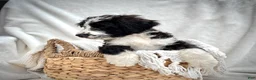 Bernedoodle dogs for sale: Cooper - Ad 4
