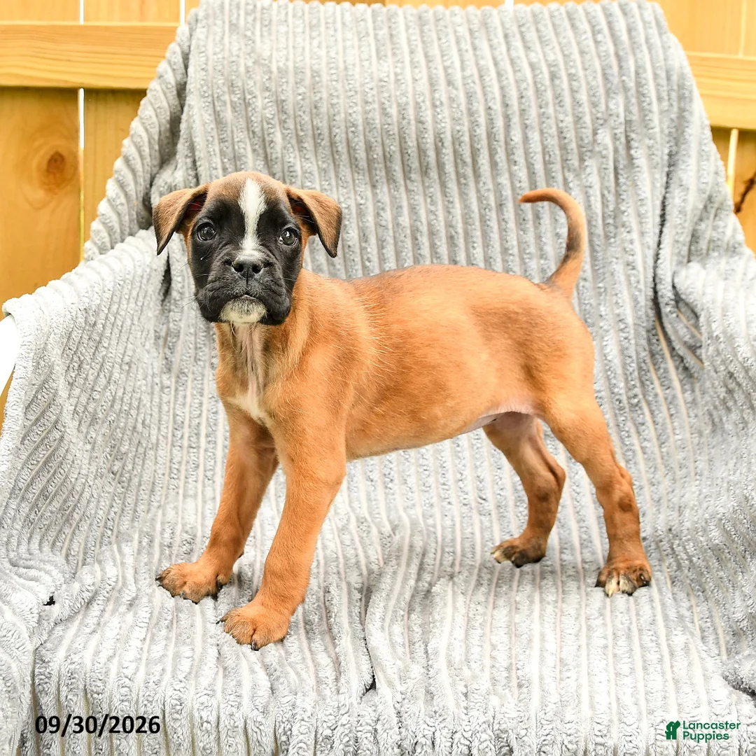 Mixed Breed dogs for sale: Rose  - Ad 1