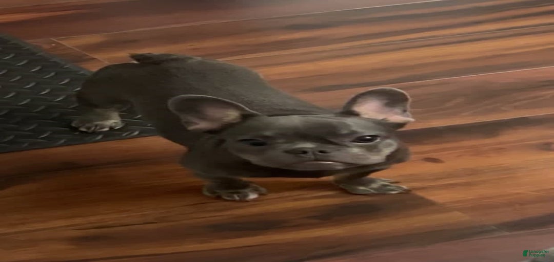 Gallery Image {{count}}