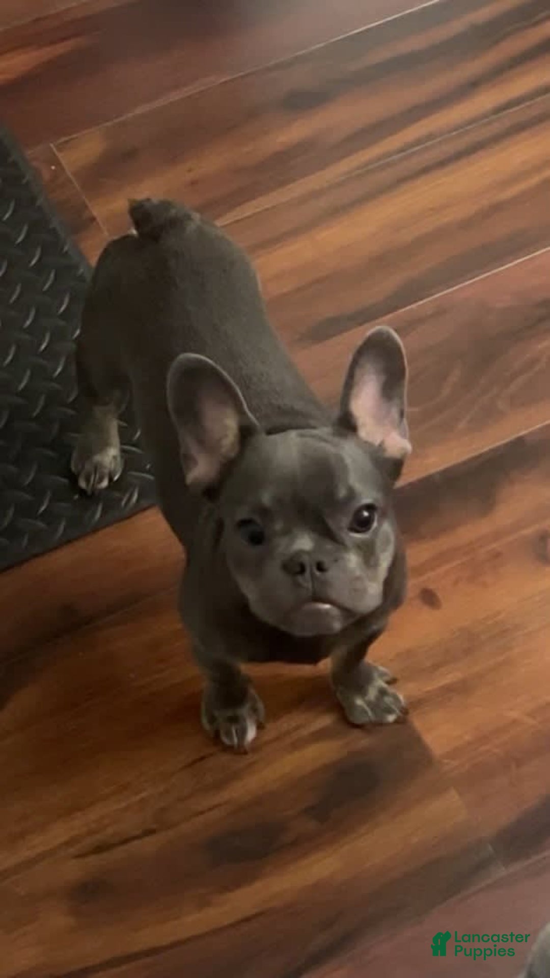 Gallery Image {{count}}