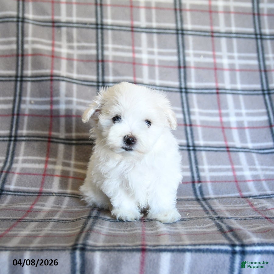 Maltese dogs Sasha - Ad 1
