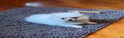 Pomeranian dogs for sale: Pomeranian Puppy 1 - Ad 6