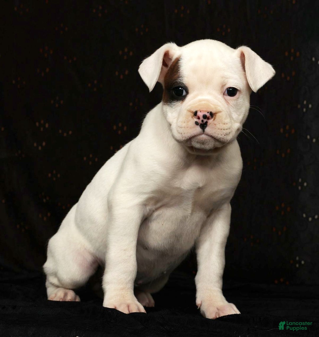 Boxer dogs for sale: Winchester - Ad 4