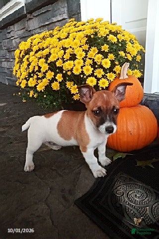 Jack Russell Terrier dogs Sweetheart - Ad 1