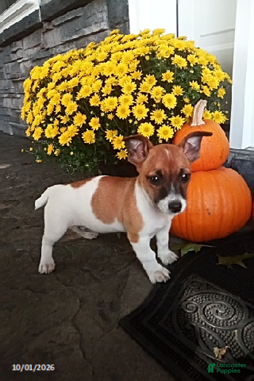 Jack Russell Terrier dogs for sale: Sweetheart - Ad 1