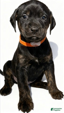Mixed Breed dogs for sale: sage - Ad 16