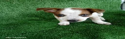 Australian Cattle Dog dogs for sale: Denmark - Ad 2