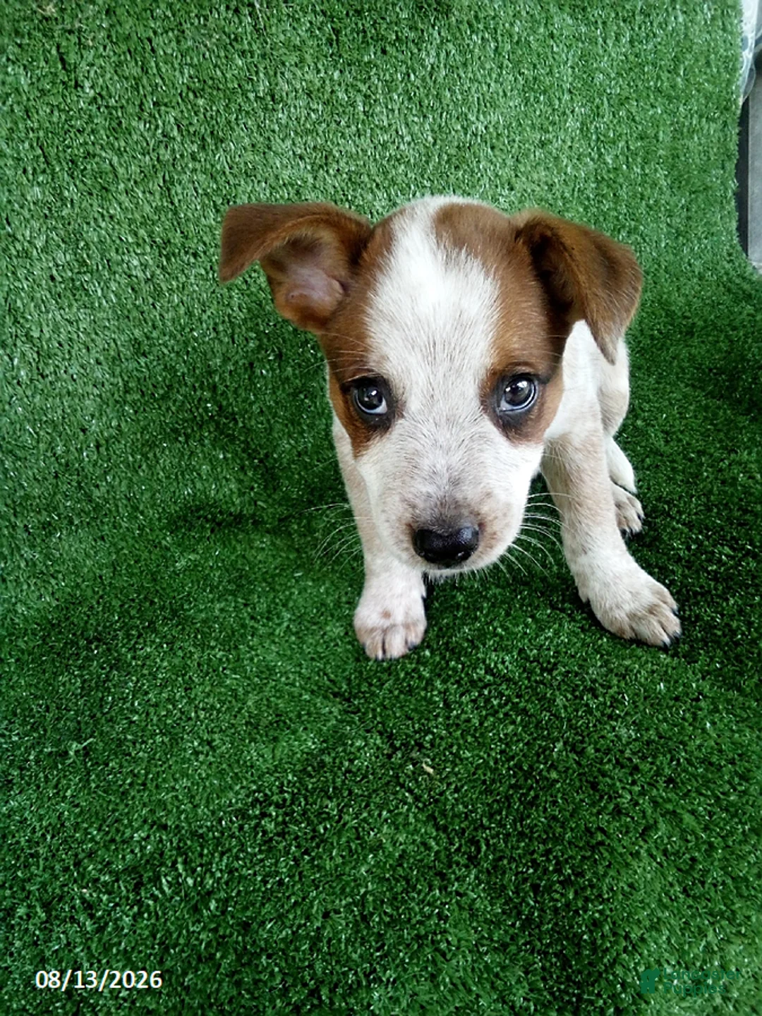 Australian Cattle Dog dogs for sale: Denmark - Ad 2