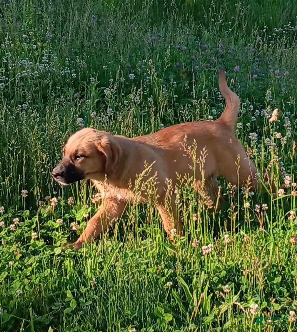 Mixed Breed dogs Ellie - Ad 1