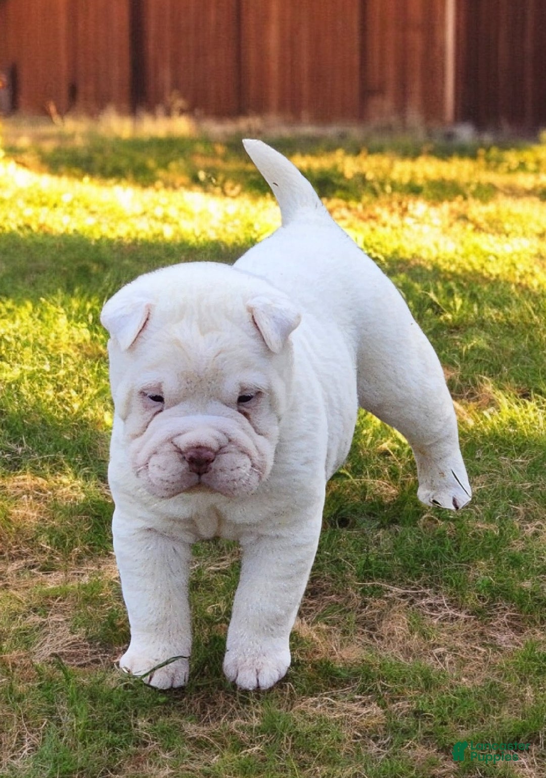Shar Pei dogs for sale: Snow mini  - Ad 9