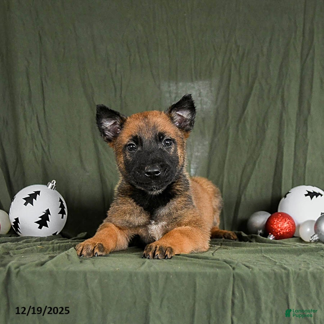 Belgian Malinois dogs for sale: Otis - Ad 2