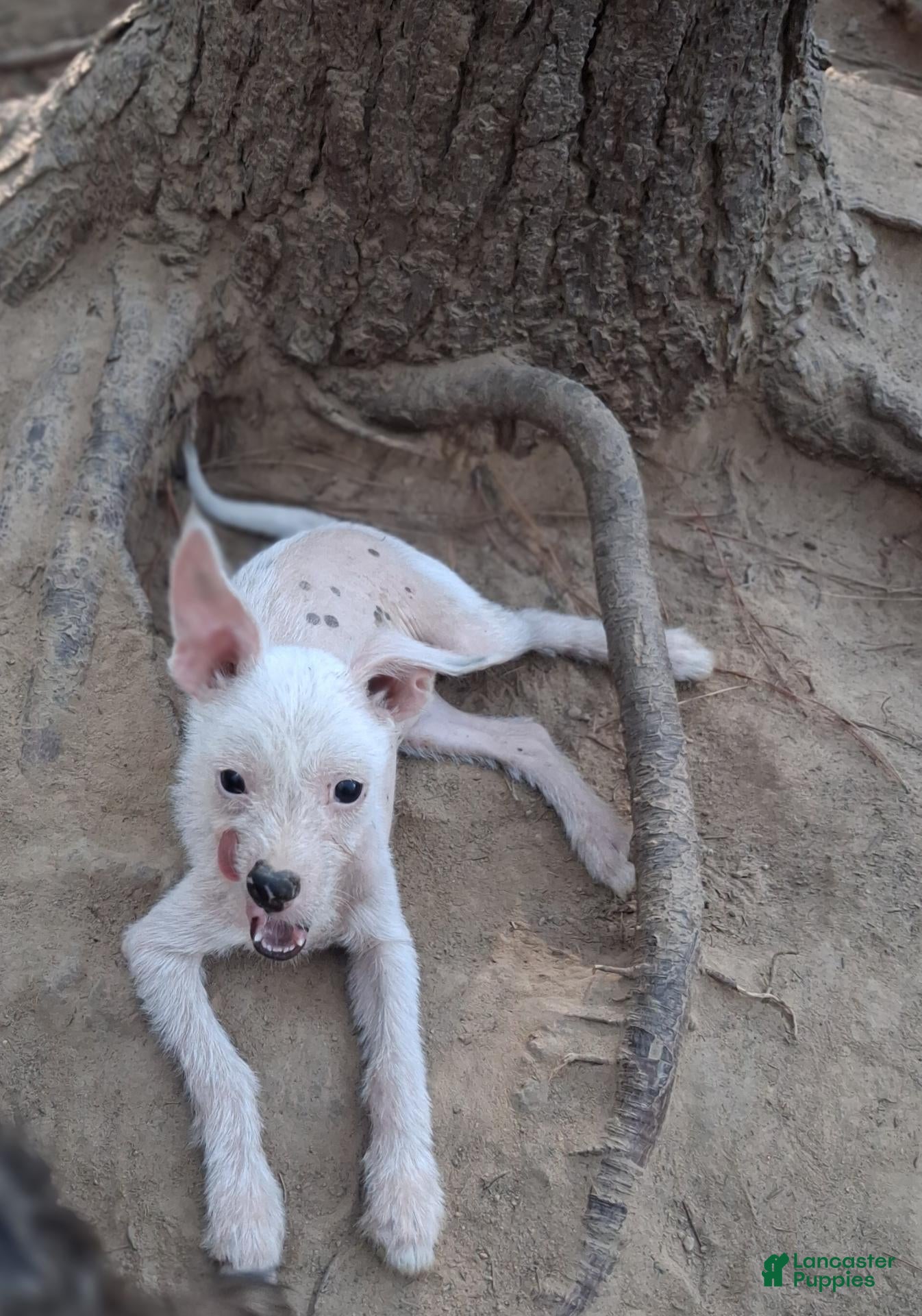 Chinese Crested dogs for sale: Chinese Crested 3 - Ad 3