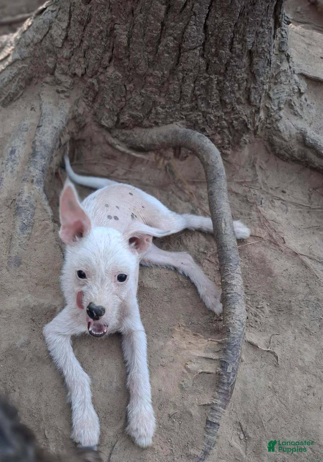 Chinese Crested dogs for sale: Chinese Crested 3 - Ad 1