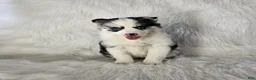 Pomsky dogs for sale: Addison - Ad 3