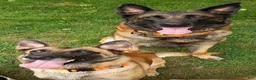 Belgian Malinois dogs for sale: Belgian Malinois 1 - Ad 2