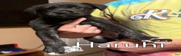 Mixed Breed dogs for sale: Haruhi - Ad 1
