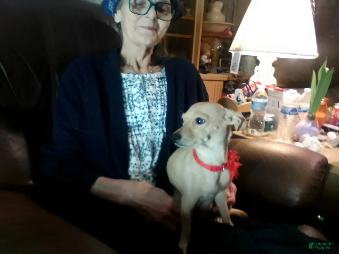 Chiweenie dogs for sale: Chiweenie Puppy 3 - Ad 3