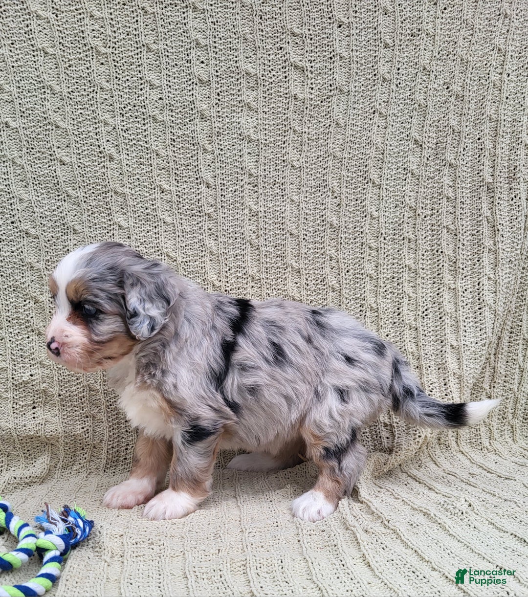 Mini Bernedoodle dogs for sale: Susie - Ad 6