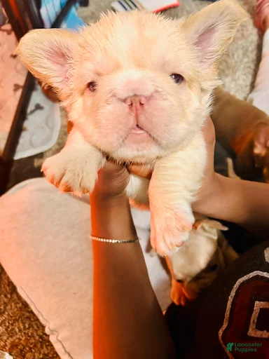 Gallery Image {{count}}