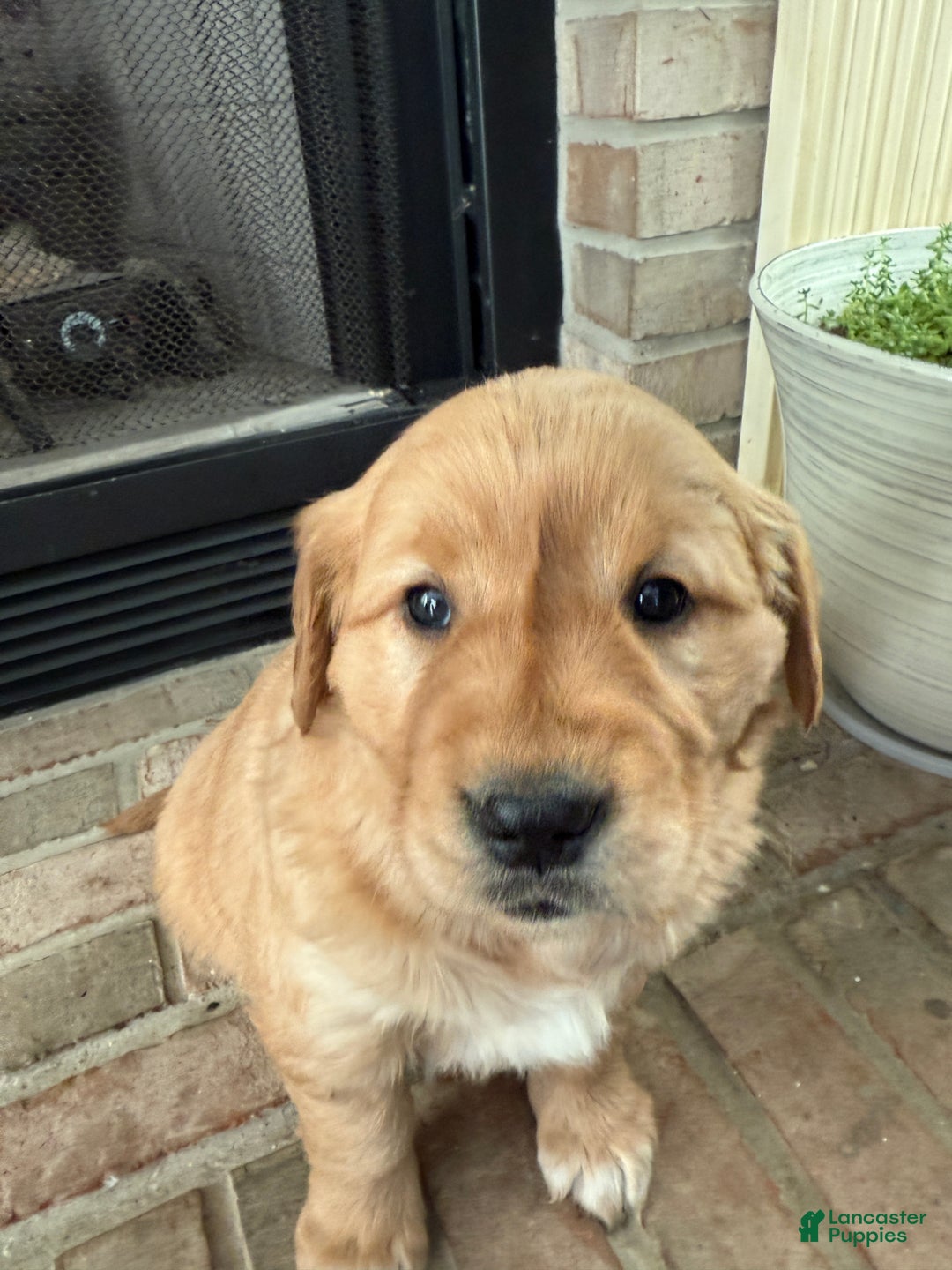 Golden Retriever dogs for sale: Samantha - Ad 8