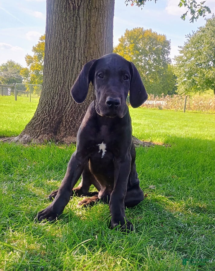 Great Dane dogs for sale: Trina - Ad 4