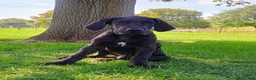 Great Dane dogs for sale: Trina - Ad 1