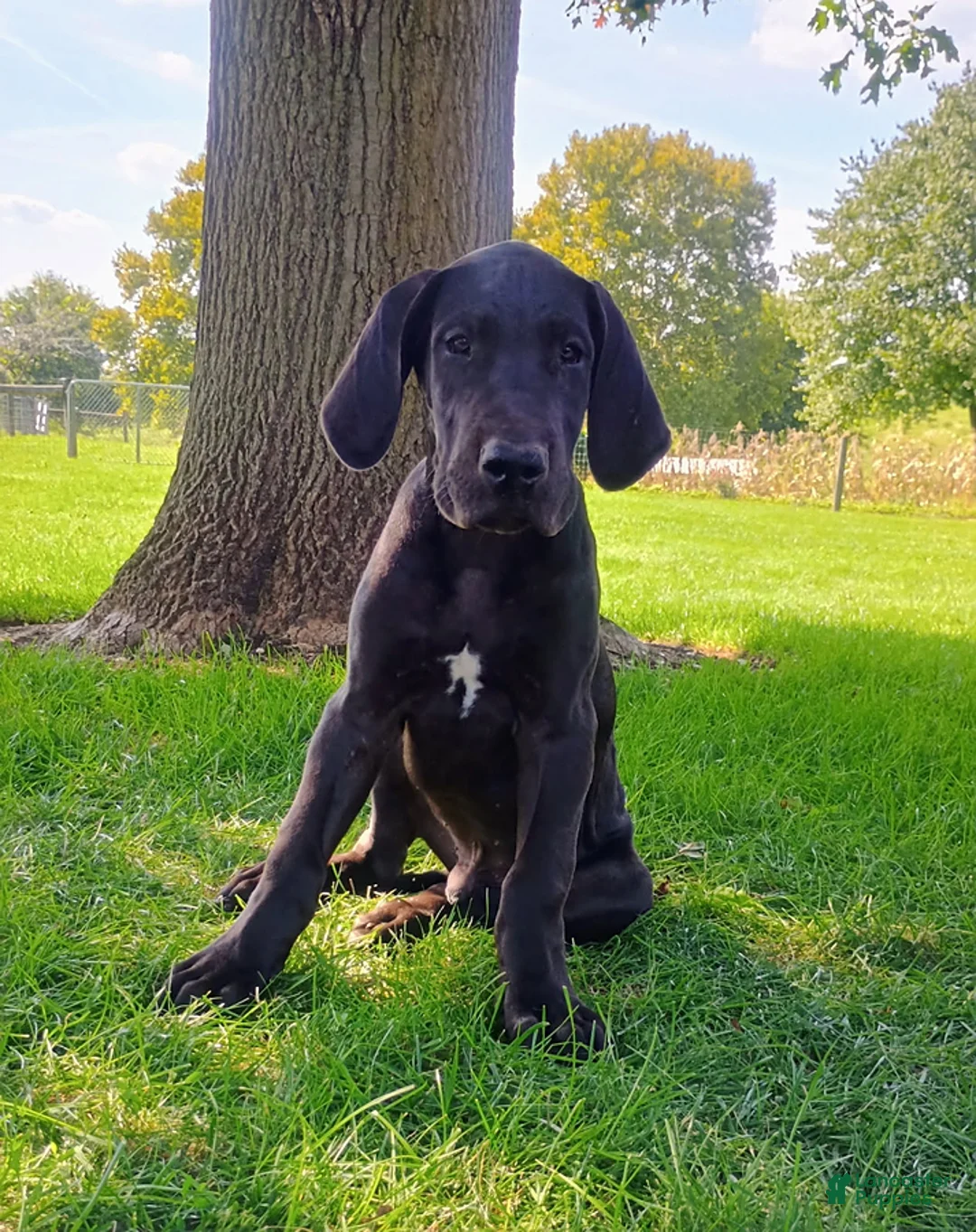 Great Dane dogs for sale: Trina - Ad 1