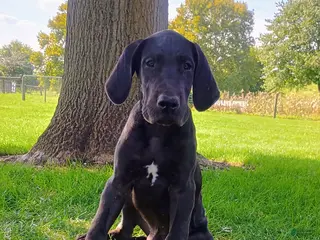 Great Dane dogs Trina - Ad 4