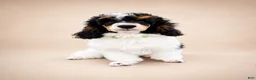 Miniature Poodle dogs for sale: Ivy - Ad 5
