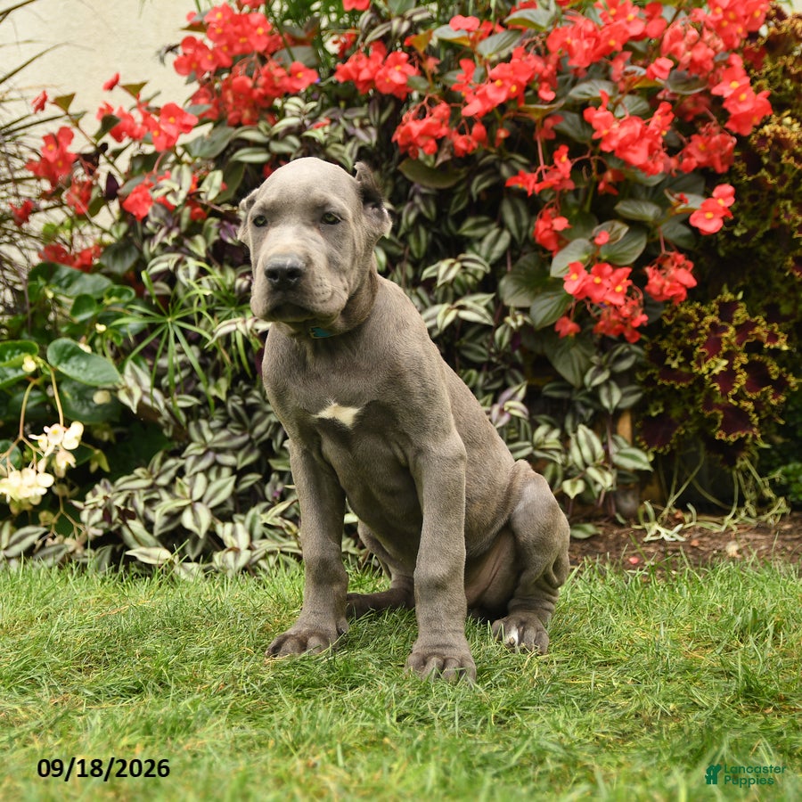 Cane Corso dogs Leo  - Ad 1