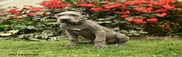 Cane Corso dogs for sale: Leo  - Ad 1