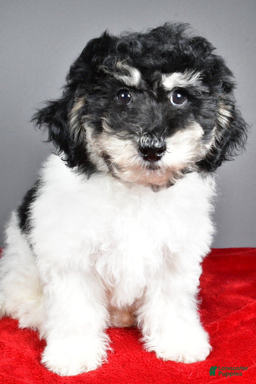 Bichpoo dogs for sale: Bichpoo Puppy 2 - Ad 5