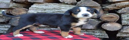 Greater Swiss Mountain Dog dogs for sale: Gloria - Ad 16
