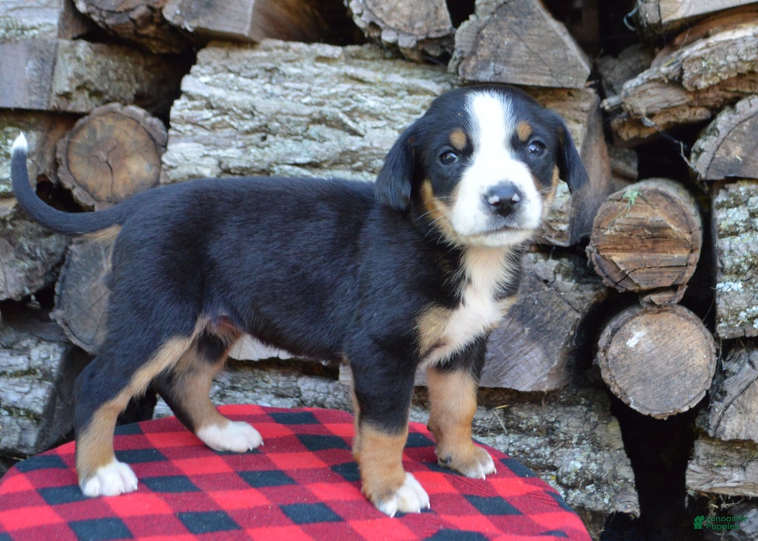 Greater Swiss Mountain Dog dogs for sale: Gloria - Ad 16