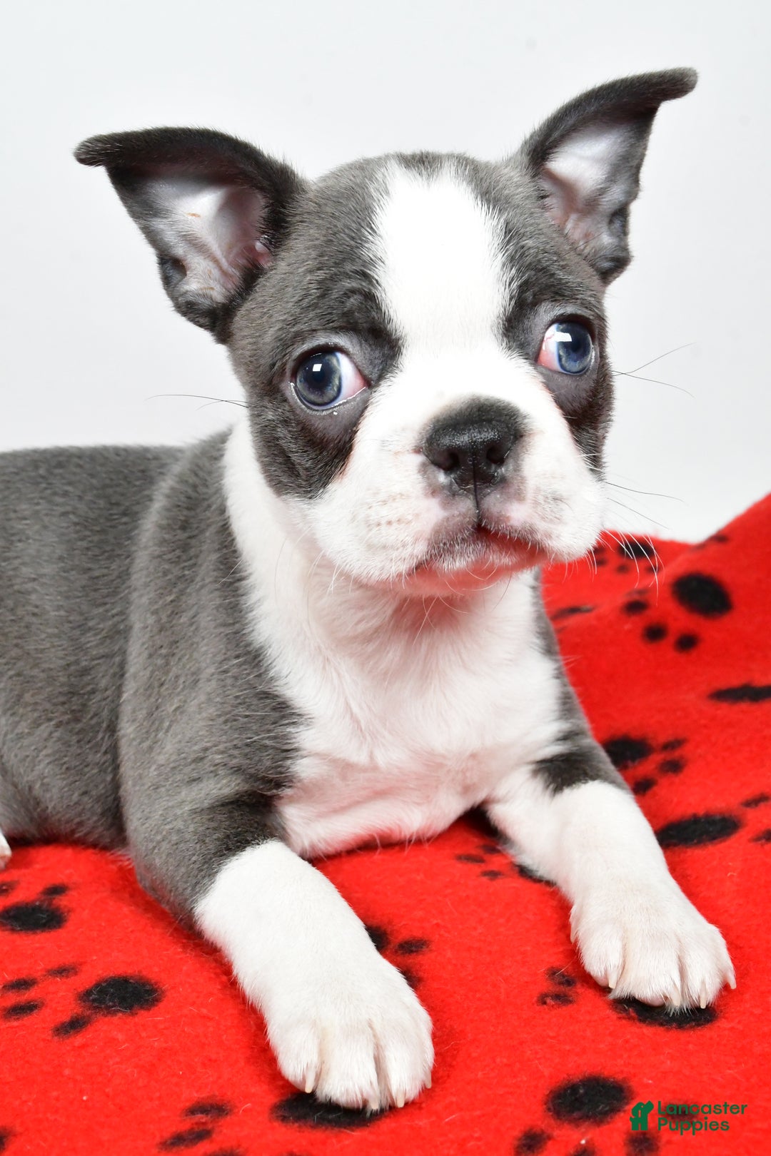 Boston Terrier dogs for sale: Trisha  - Ad 12