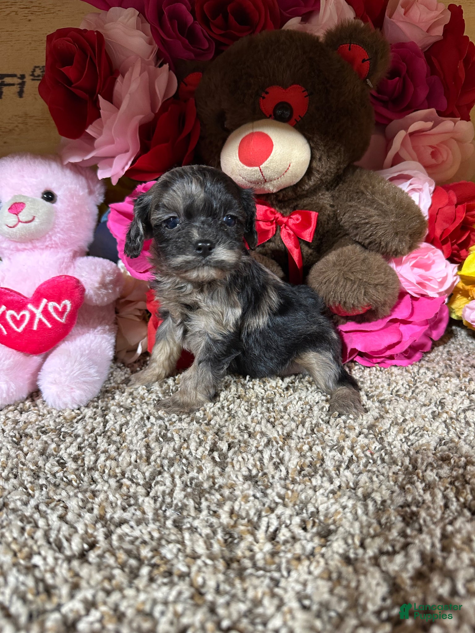 Cavapoo dogs Cavapoo Puppy 4 - Ad 1