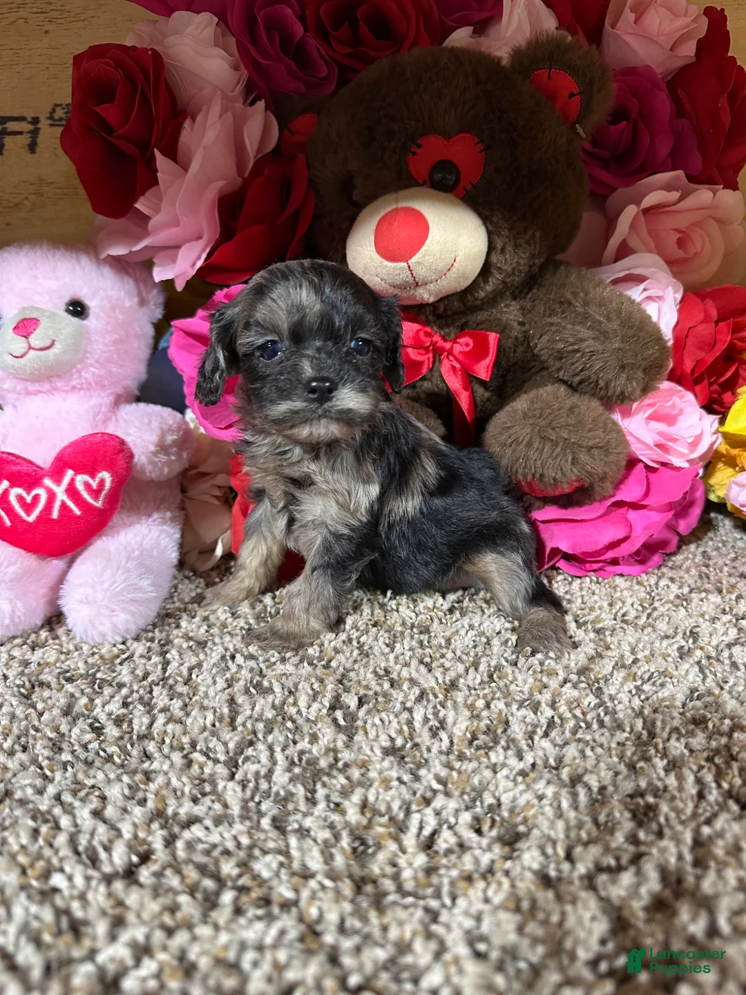 Cavapoo dogs for sale: Cavapoo Puppy 4 - Ad 1