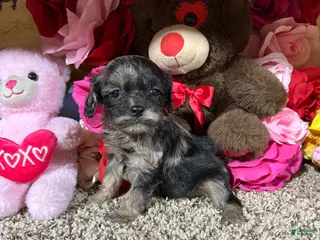 Cavapoo dogs for sale: Cavapoo Puppy 4 - Ad 4