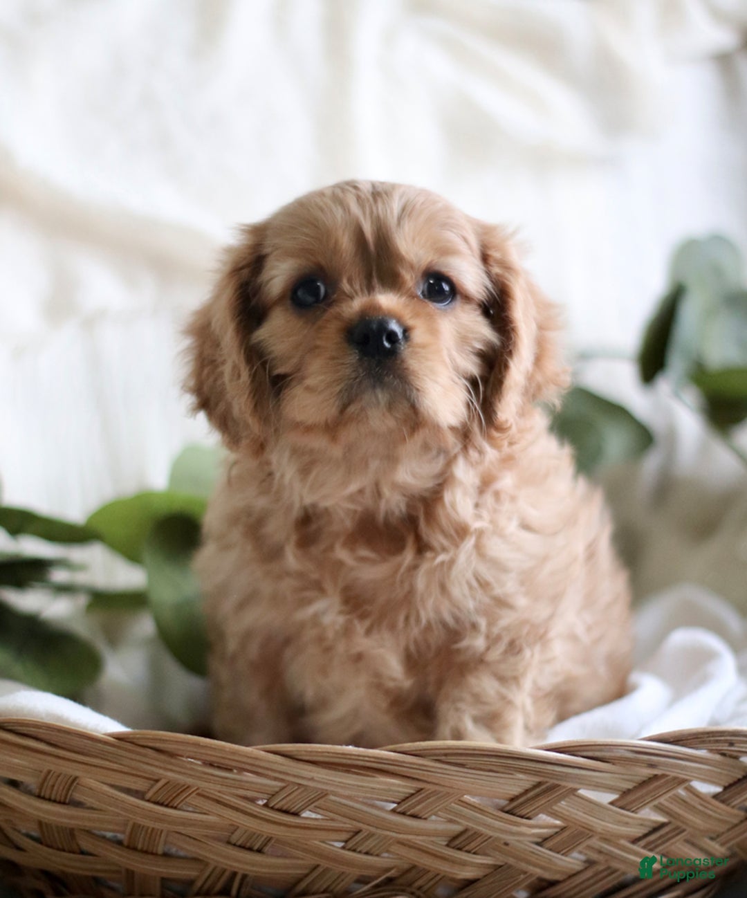 Cavalier King Charles Spaniel dogs for sale: Shannon - Ad 5