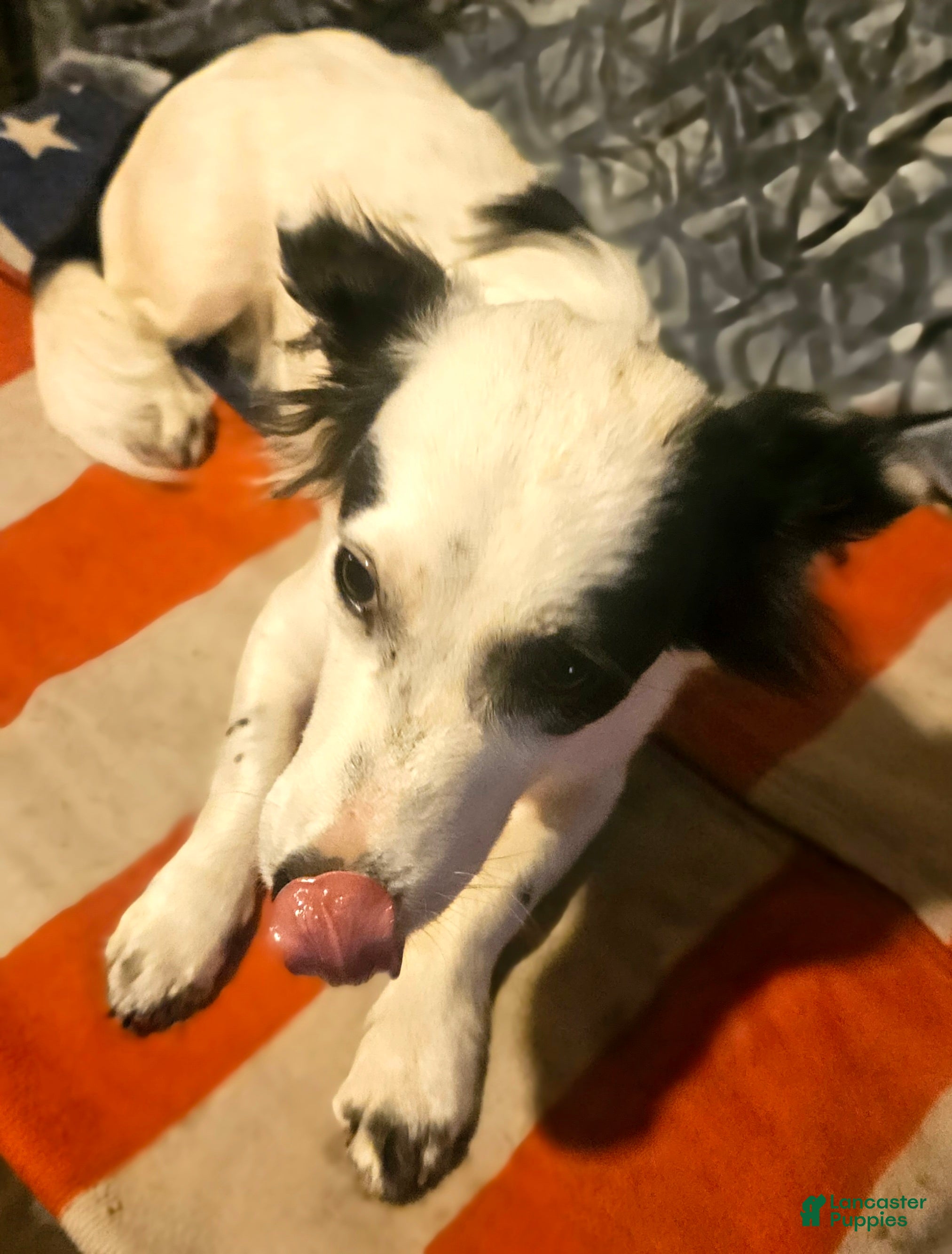 Chihuahua dogs Elmo - Ad 16