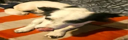 Chihuahua dogs for sale: Elmo (Fully Trained) - Ad 4