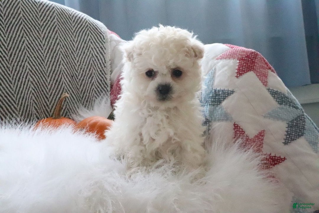 Pomapoo dogs for sale: Bella - Ad 3