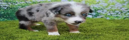 Australian Shepherd dogs for sale: Loki - Ad 3