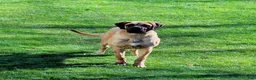 English Mastiff dogs for sale: Flo - Ad 2