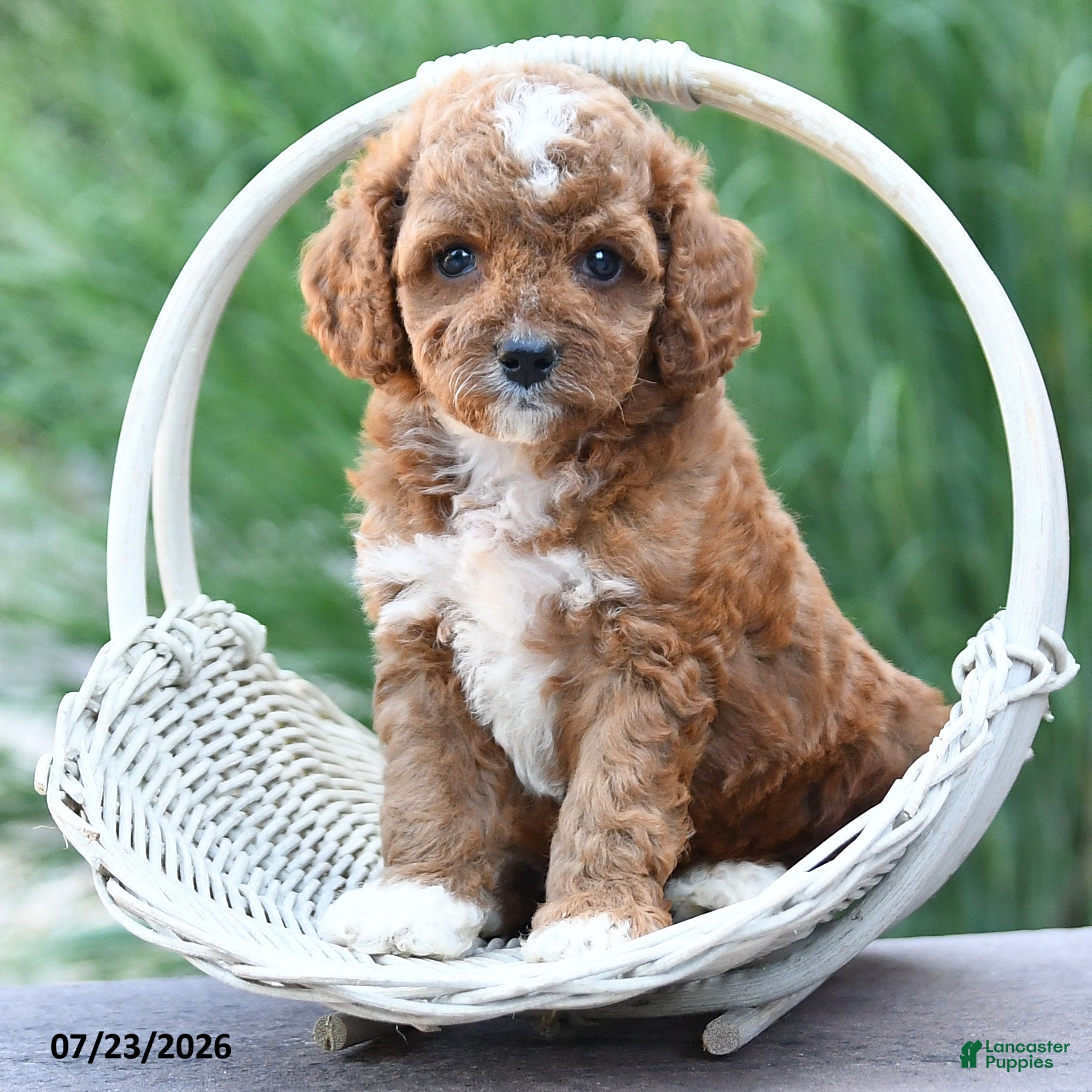 Toy Poodle dogs Lexie - Ad 2