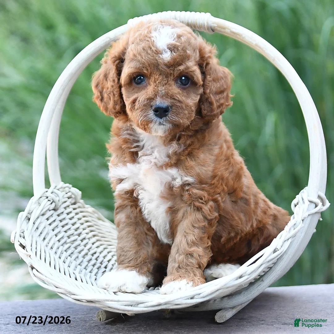 Toy Poodle dogs for sale: Lexie - Ad 2