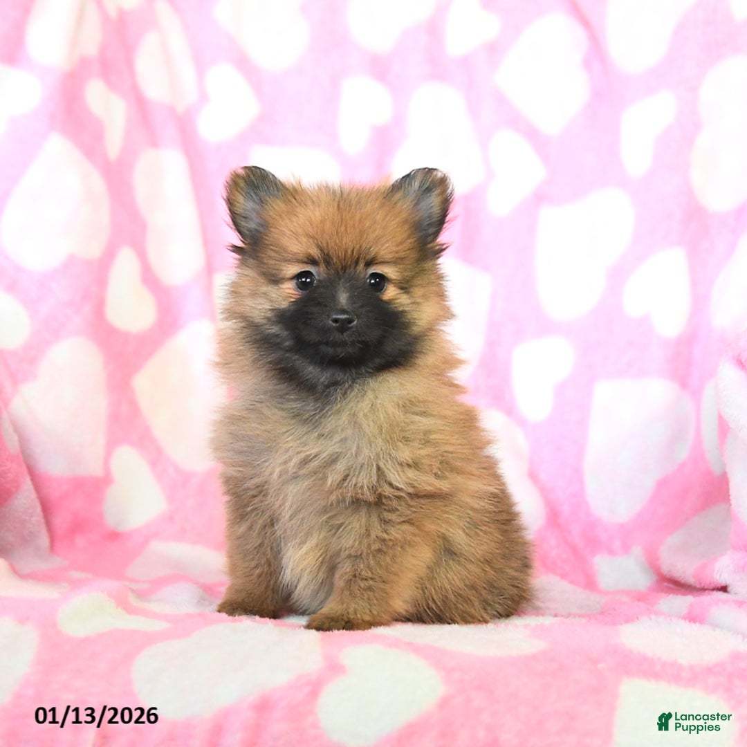 Pomeranian dogs for sale: Faith - Ad 2