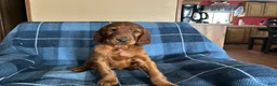 Irish Setter dogs for sale: Irish Setter female purple collar  - Ad 3